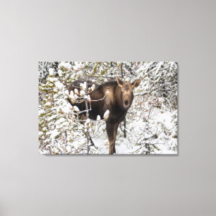 Kutest Baby Animals   Moose Calf Canvas Afdruk