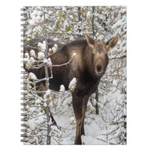 Kutest Baby Animals Moose Calf Notitieboek