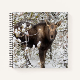 Kutest Baby Animals   Moose Calf Notitieboek