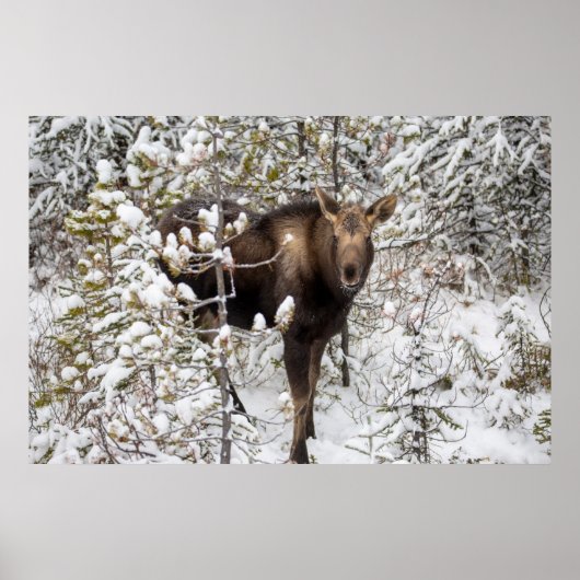 Kutest Baby Animals | Moose Calf Poster (Voorkant)