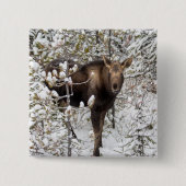 Kutest Baby Animals | Moose Calf Vierkante Button 5,1 Cm (Voorkant)