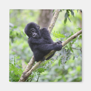 Kutest Baby Animals Mountain Gorilla Baby Magneet