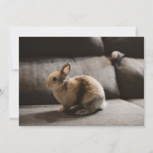 Kutest Baby Animals Nederland Dwarf Rabbit Bedankkaart