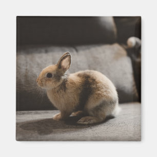 Kutest Baby Animals   Nederland Dwarf Rabbit Magneet