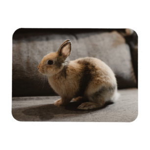 Kutest Baby Animals   Nederland Dwarf Rabbit Magneet