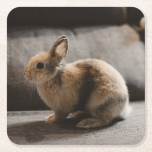 Kutest Baby Animals   Nederland Dwarf Rabbit Vierkante Kartonnen Onderzetter