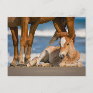 Kutest Baby Animals Newborn Corolla Wild Horse Briefkaart