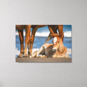 Kutest Baby Animals Newborn Corolla Wild Horse Canvas Afdruk