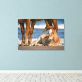 Kutest Baby Animals | Newborn Corolla Wild Horse Canvas Afdruk (Insitu (Houten vloer))