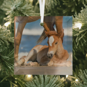 Kutest Baby Animals Newborn Corolla Wild Horse Glas Ornament