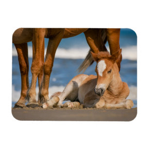 Kutest Baby Animals Newborn Corolla Wild Horse Magneet