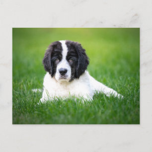 Kutest Baby Animals Newfoundland Puppy Briefkaart