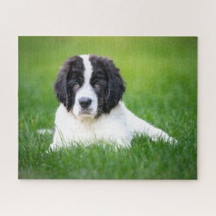 Kutest Baby Animals   Newfoundland Puppy Legpuzzel