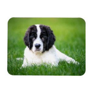 Kutest Baby Animals   Newfoundland Puppy Magneet