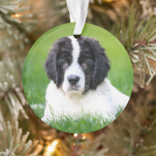 Kutest Baby Animals   Newfoundland Puppy Ornament