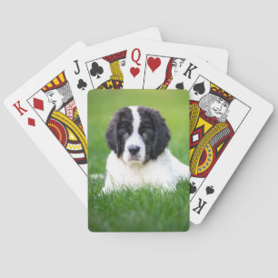 Kutest Baby Animals Newfoundland Puppy Pokerkaarten