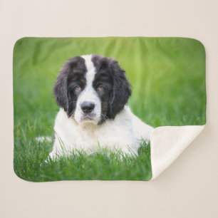 Kutest Baby Animals Newfoundland Puppy Sherpa Deken