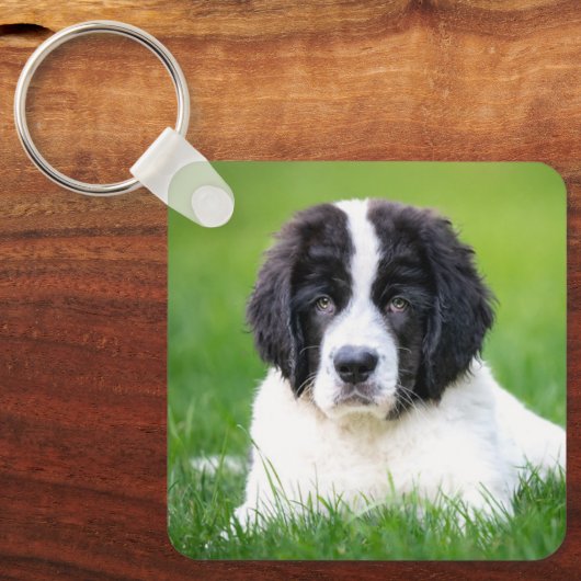 Kutest Baby Animals | Newfoundland Puppy Sleutelhanger (Voorkant)