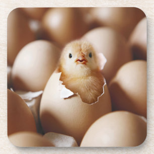 Kutest Baby Animals   Nieuwe Baby Chick Bier Onderzetter