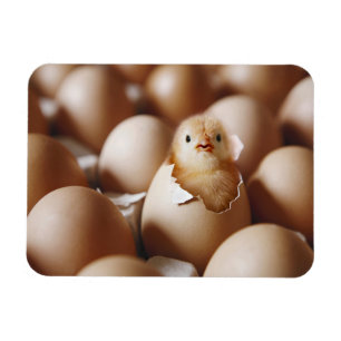 Kutest Baby Animals   Nieuwe Baby Chick Magneet