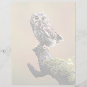 Kutest Baby Animals Noordelijke Saw Whet Owl
