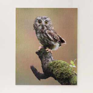 Kutest Baby Animals Noordelijke Saw Whet Owl Legpuzzel