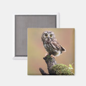 Kutest Baby Animals | Noordelijke Saw Whet Owl Magneet (Voorkant / Achterkant)