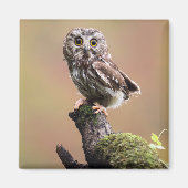 Kutest Baby Animals | Noordelijke Saw Whet Owl Magneet (Voorkant)