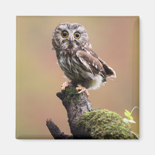 Kutest Baby Animals   Noordelijke Saw Whet Owl Magneet