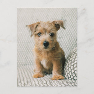 Kutest Baby Animals   Norfolk Terrier Puppy Briefkaart