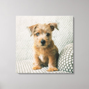 Kutest Baby Animals Norfolk Terrier Puppy Canvas Afdruk