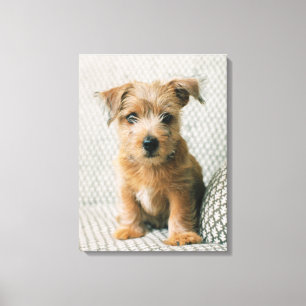 Kutest Baby Animals Norfolk Terrier Puppy Canvas Afdruk