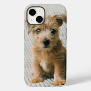 Kutest Baby Animals   Norfolk Terrier Puppy Case-Mate iPhone 14 Hoesje