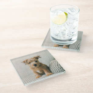 Kutest Baby Animals Norfolk Terrier Puppy Glazen Onderzetter