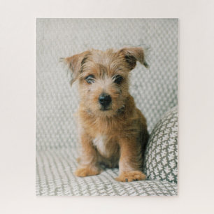 Kutest Baby Animals   Norfolk Terrier Puppy Legpuzzel