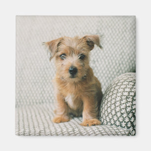 Kutest Baby Animals Norfolk Terrier Puppy Magneet
