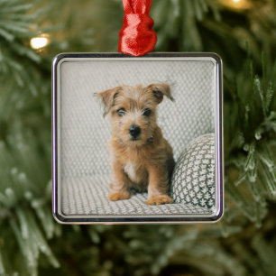 Kutest Baby Animals Norfolk Terrier Puppy Metalen Ornament