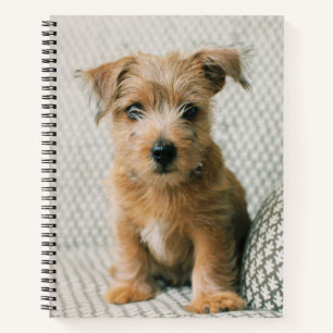 Kutest Baby Animals   Norfolk Terrier Puppy Notitieboek