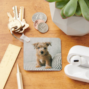 Kutest Baby Animals   Norfolk Terrier Puppy Sleutelhanger