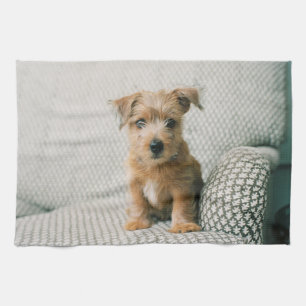 Kutest Baby Animals Norfolk Terrier Puppy Theedoek