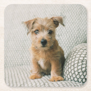 Kutest Baby Animals Norfolk Terrier Puppy Vierkante Kartonnen Onderzetter