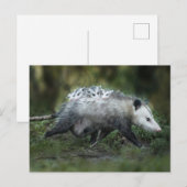 Kutest Baby Animals | Opossum mam & Kinderen Briefkaart (Voorkant / Achterkant)