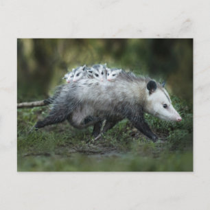 Kutest Baby Animals   Opossum mam & Kinderen Briefkaart