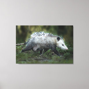 Kutest Baby Animals Opossum mam & Kinderen Canvas Afdruk
