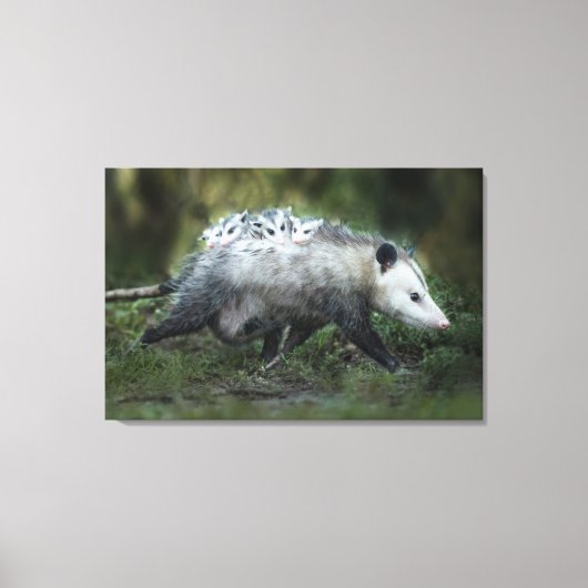 Kutest Baby Animals | Opossum mam & Kinderen Canvas Afdruk (Voorkant)