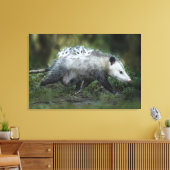 Kutest Baby Animals | Opossum mam & Kinderen Canvas Afdruk (Insitu (Woonkamer))