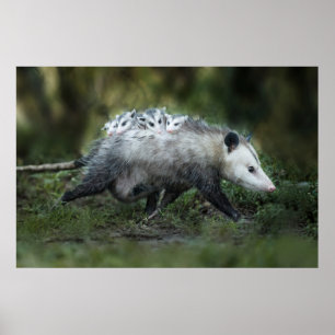 Kutest Baby Animals   Opossum mam & Kinderen Poster