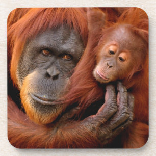 Kutest Baby Animals Orangutan Mam & Baby Bier Onderzetter
