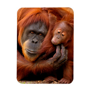 Kutest Baby Animals Orangutan Mam & Baby Magneet