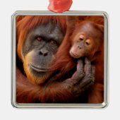 Kutest Baby Animals | Orangutan Mam & Baby Metalen Ornament (Voorkant)